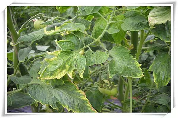 番茄缺素高清图谱典藏版