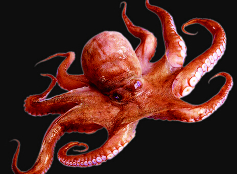 乌贼和章鱼的区别章鱼的品种