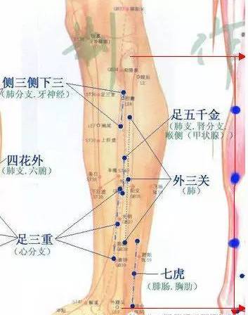 腮腺炎,肩臂痛,各种瘤,红鼻子(特效.青春痘,粉刺(效佳.瘰疠(特效.