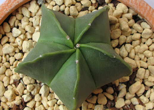 鸾凤玉的风水学应用鸾凤玉的养殖方法