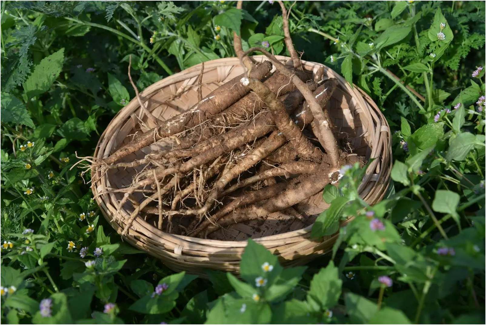 当归首载于《本经》,为伞形科植物当归的根.