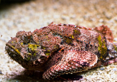 石头鱼的风水学应用石头鱼的鱼缸摆放位置