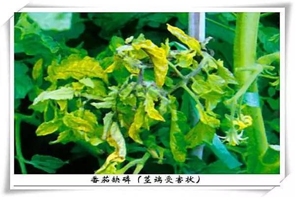 番茄缺素高清图谱典藏版